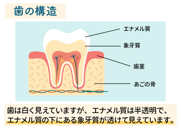 歯の構造